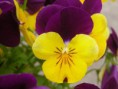 /album/un-mondo-di-viole/fbm-c-jpg/